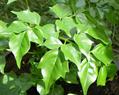 Emerald tree